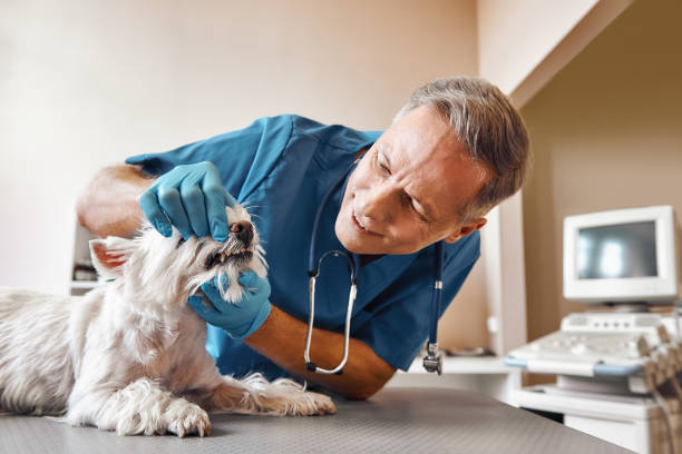 Best Dental Abscess Treatment in Westbrook, ME